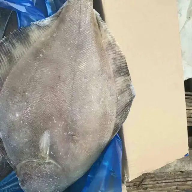 ray/skate wings fish for sale