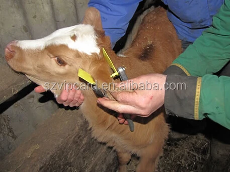 ear tag