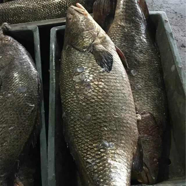 frozen gutted croaker