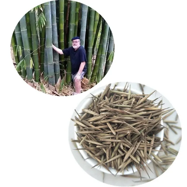 Ju Zhu Early Maturity F1 Hybrid Chinese Pure Giant Bamboo Seed Buy