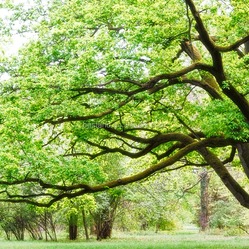 Can trees talk