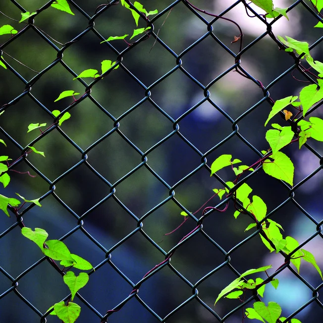 High Quality Low Price Chain Link Fence Uganda Buy Galvanized Chain Link Fence Chain Link Fence Cover 3 0mm Galvanized Chain Link Fence Product On Alibaba Com High Quality Low Price Chain Link Fence Uganda Buy Galvanized Chain Link Fence Chain Link Fence Cover 3 0mm Galvanized Chain Link Fence Product On Alibaba Com