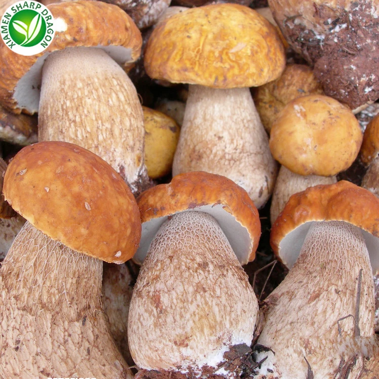 Frozen Fresh Funghi Porcini Mushroom Cultivation Buy Porcini