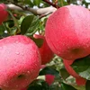 Fresh Style and Contact us for actual varieties list Variety organic fresh apples