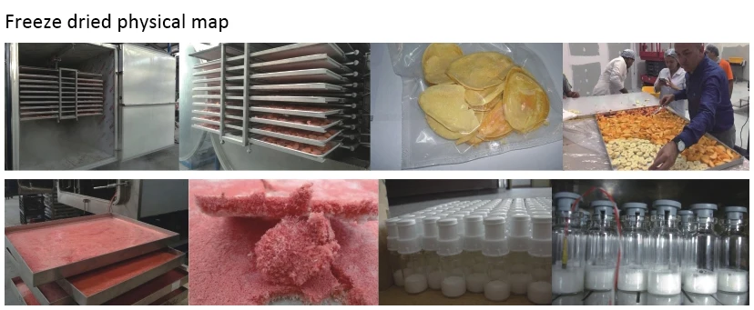lyophilizer freeze dryer
