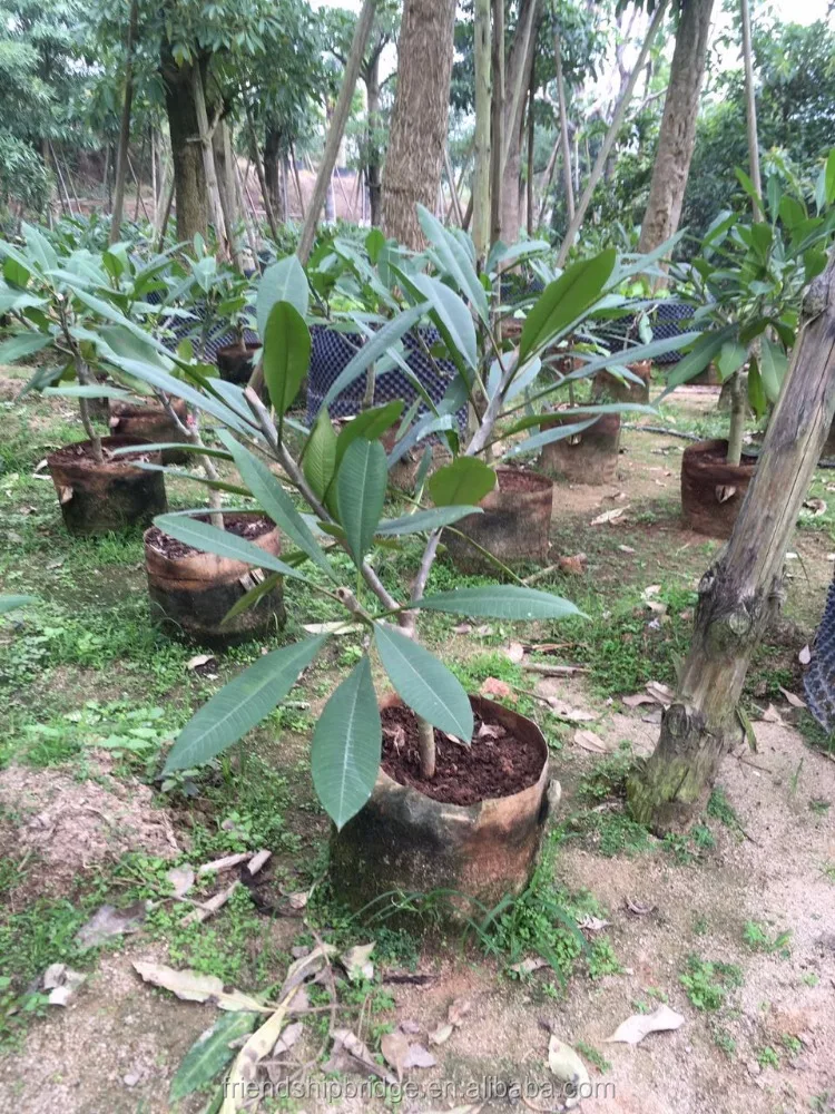 
Frangipani Plumeria Rubra Plants Seedlings 