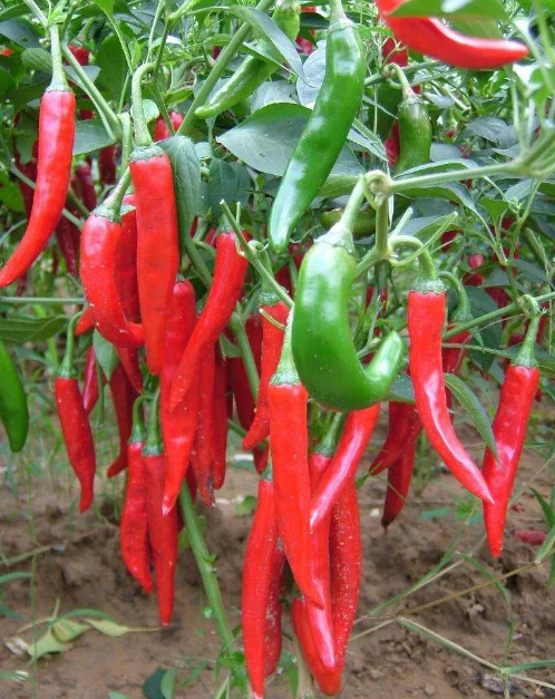 best selling high quality competitive price dried