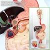 ENOVO/ VISCERA- Digestive system-2parts, Human Digestive System Medical Teaching Anatomical Model, 12548