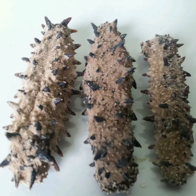 sea cucumber dried trepang sea slug subversion abalone ear shell