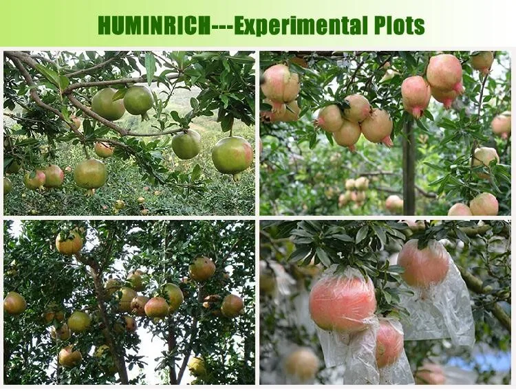 Humic Acid Fertilizer Thailand.jpg