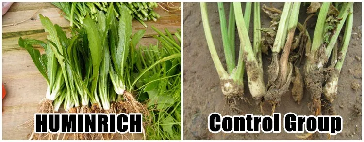  Rice Liquid Fertlizer.jpg