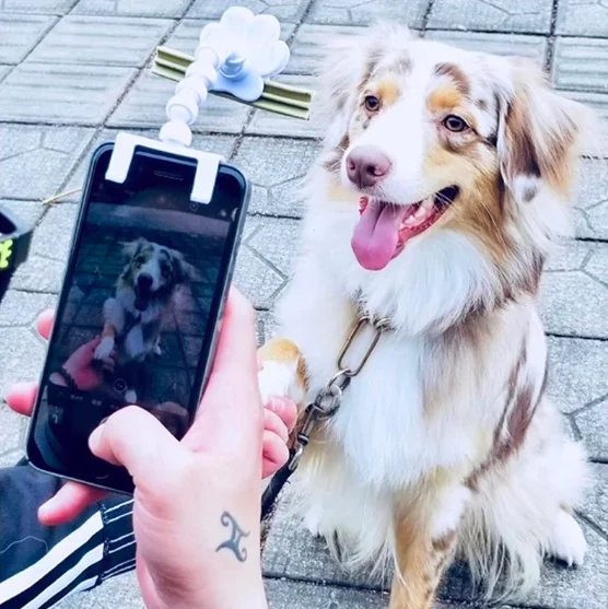

Hot Sale Amazon Aliexpress Pet Dog Selfie Stick, Black, white