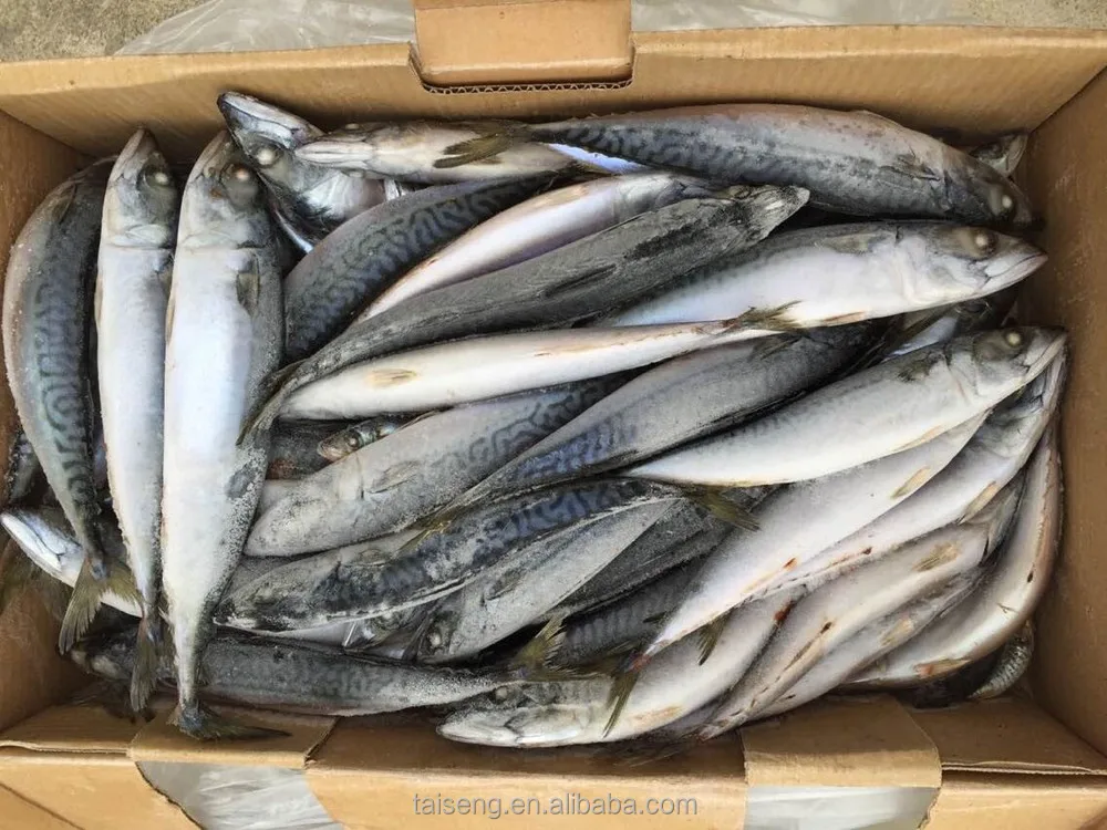 Best Fresh Bqf Pacific Mackerel 400600g Whole Round Buy Bqf Whole