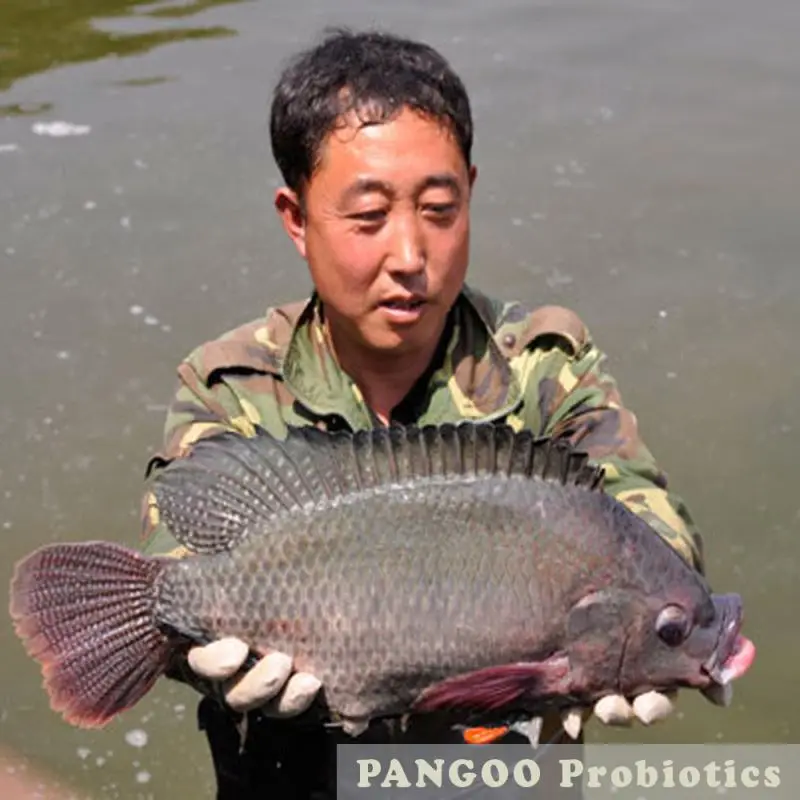
Probiotics for fish culture , to remove Nitrate 