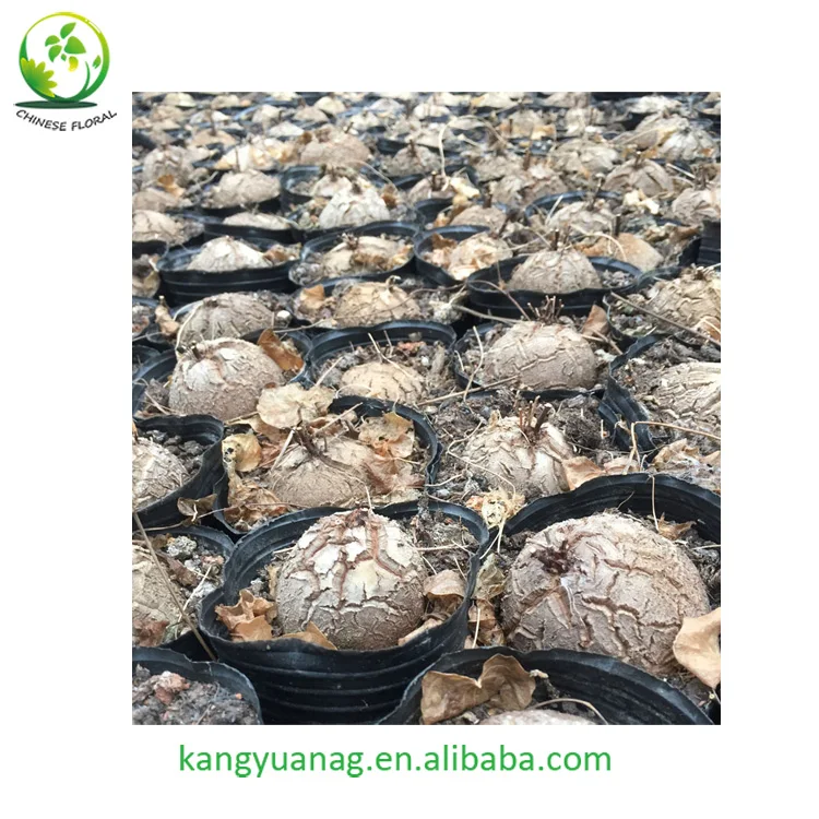
All sizes Dioscorea Elephantipes for sale 