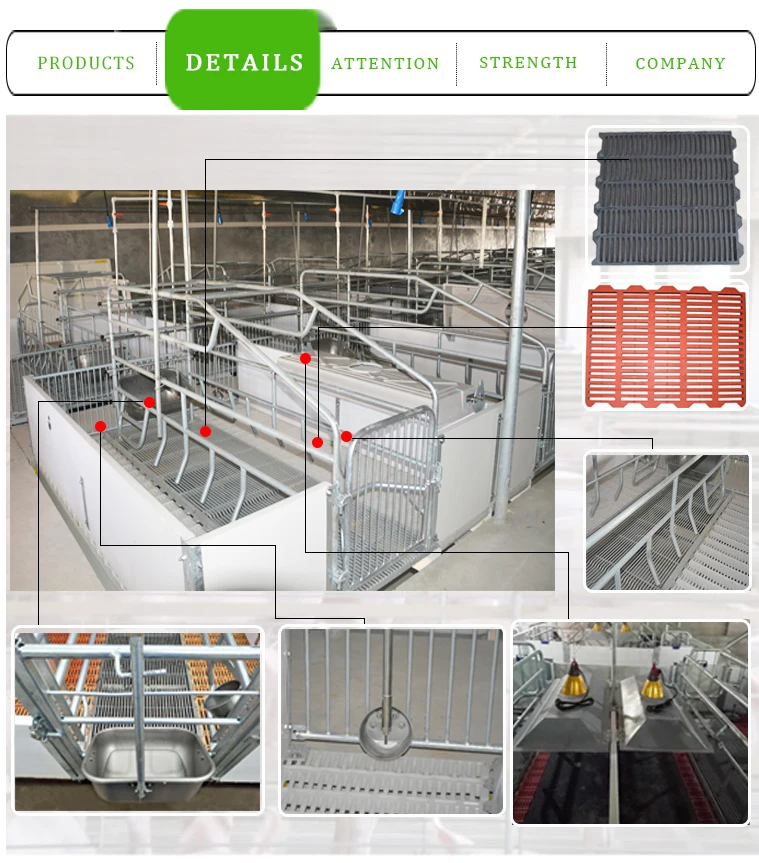 Automatic Swine Farrowing Crates For Farrow Pig Buy Swine Farrowing