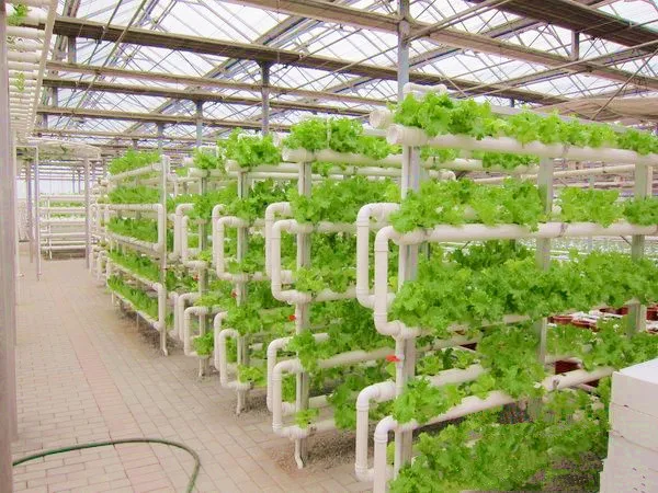 Pvc Pipe Hydroponic System For Lettuce Strawberry Herbs ...