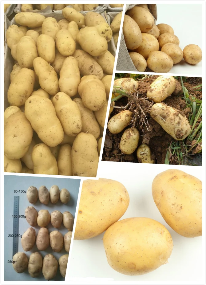 Big Size Fresh Potatoes Wholesale Buy Potatoes,Big Size Potatoes