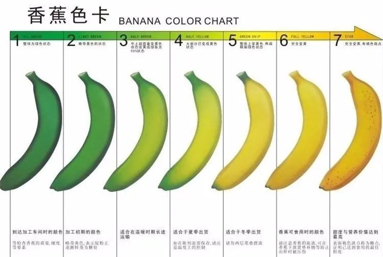Бананы какой зрелости запрещено выставлять. Степень зрелости бананов. Фазы зрелости бананов. Таблица зрелости бананов. Стадии созревания банана.