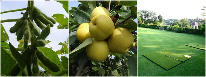 Humic Acid Powder.jpg