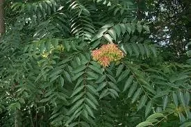 الإيلنطس Excelsa Perumaram شجرة السماء توابل وأعشاب منفردة معرف