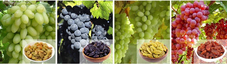 china xinjiang green sultanas seedless raisins