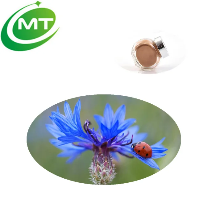 Pure Natural Cornflower Extract Buy Cornflower Extract,Cornflower