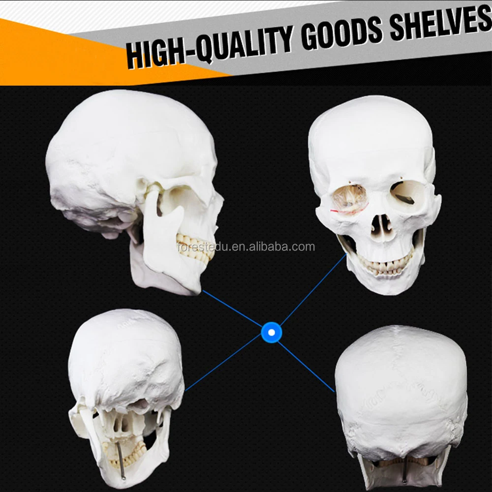 3 skull model.jpg