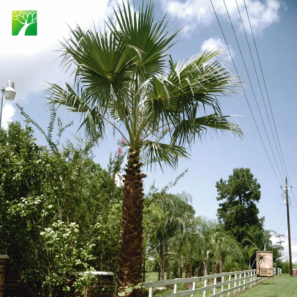
Wholesale street ornamental evergreen palm tree plant nursery Trachycarpus martianus 