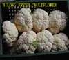 2019 new crop chinese fresh cauliflower supply all the year round