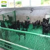 Goat farm equipment slatting flooring,plastic sheet for floor covering for sale