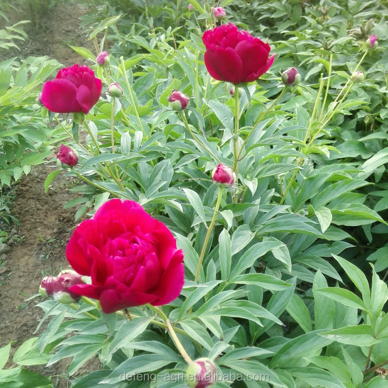 Hot Real Fresh Cut Flower Peony For Home Decoration Peony Seeds Buy