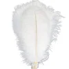 Real Natural Feathers Real Feathers Cheap Ostrich Feathers