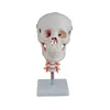 BIX-A1013 Adult Skull with Cervical Vertebra anatomical model
