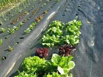 Black-PP-Weed-Mat.jpg
