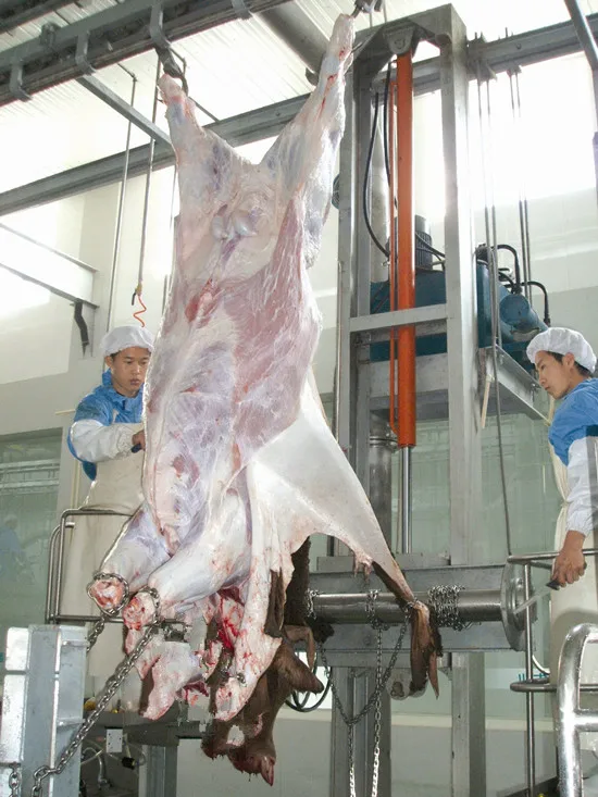 ritual_cattle_slaughterhouse_equipment_for_cow_halal_turnkey_slaughtering_abattoir_plant