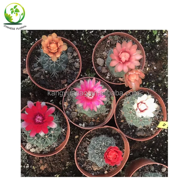 
Cactus Gymnocalycium baldianum with Red Pink White Purple Flowers 