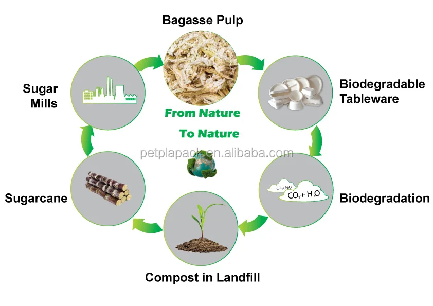 biodegradable bagasse salad bowl with pla lid