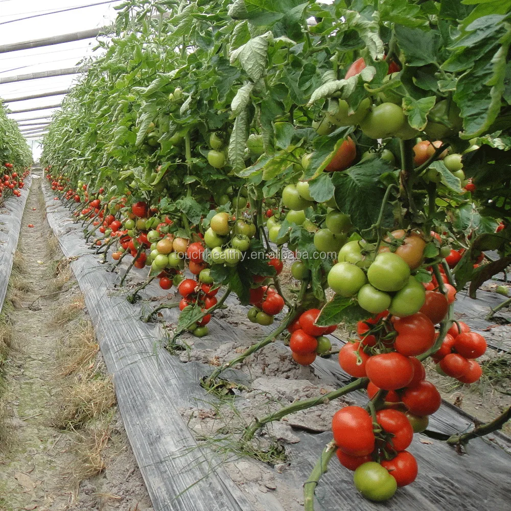 
Touchhealthy supply Hybrid tomato tree seeds/ tree tomato seeds/ tamarillo seeds for planting 500 seeds per bags 