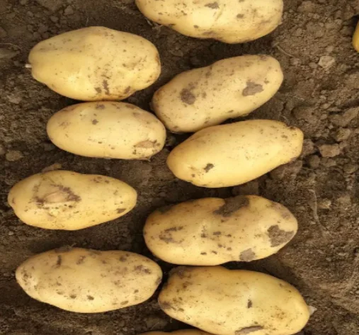 新鲜的俄罗斯土豆