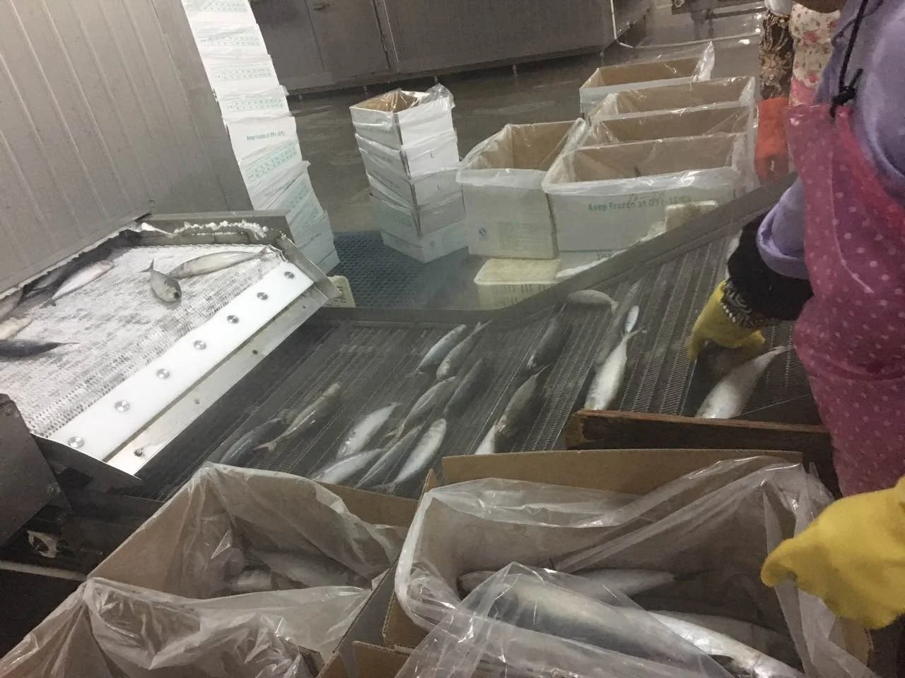 
Good Sale Frozen Pacific Mackerel 