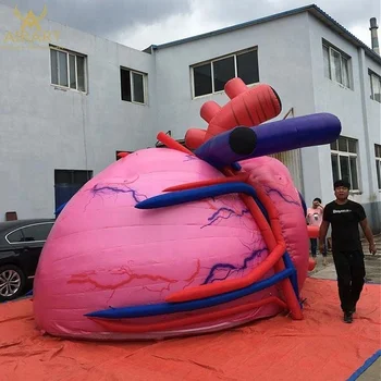 inflatable heart medical replicas giant teaching 10ft tall tent larger exhibit custom decoration