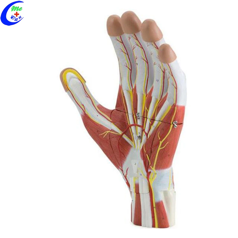 Plastic Hand Anatomical Model Buy Hand Model,Plastic Hand Model