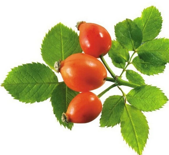 flavone extract powder from rose hip