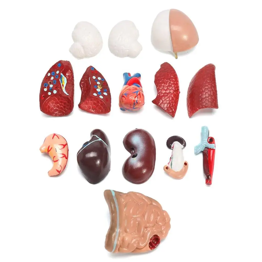 

28CM Human Anatomical Small Body Organ Distribution Viscera Model Detachable Educational Medical Science Teaching Model Kit New