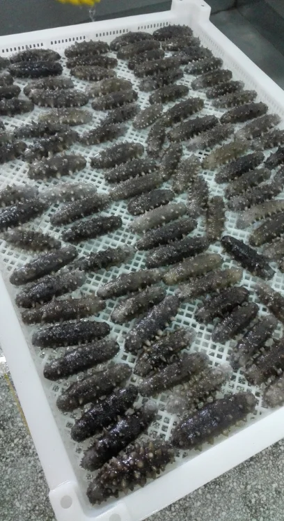 500kg IQF Liquid Nitrogen Tunnel Freezer