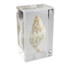 Large Seashell Specimen Paperweight Science Educational Toys and Great Gifts for Kids