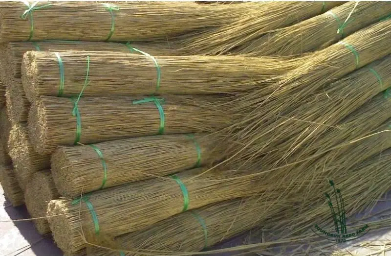 1237690058495_coto-reed_3