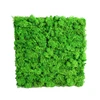 Factory wholesale 30X30 cm green real preserved moss wall for indoor decoration