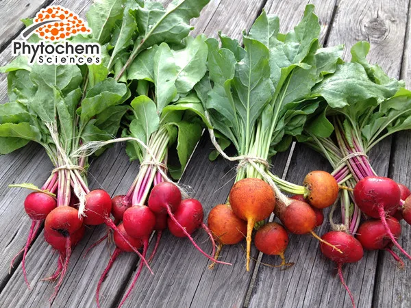 dietary supplement brands for bodybuilding organic red beet